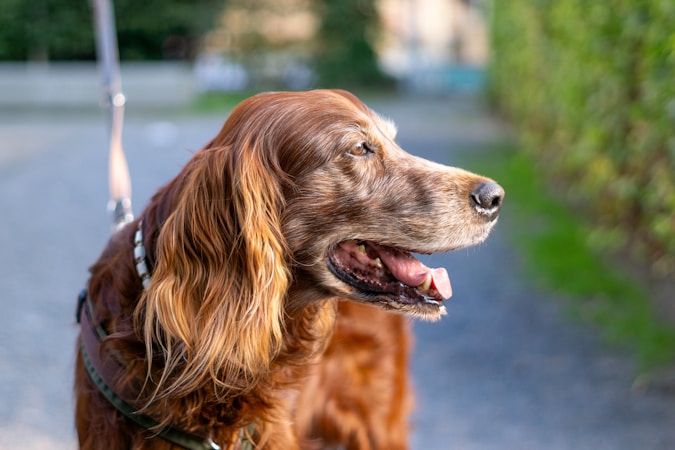 Irish Setter