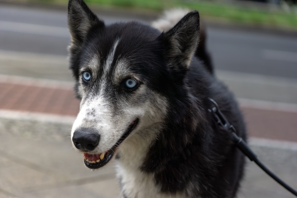 a black and white dog with blue eyes on a leash