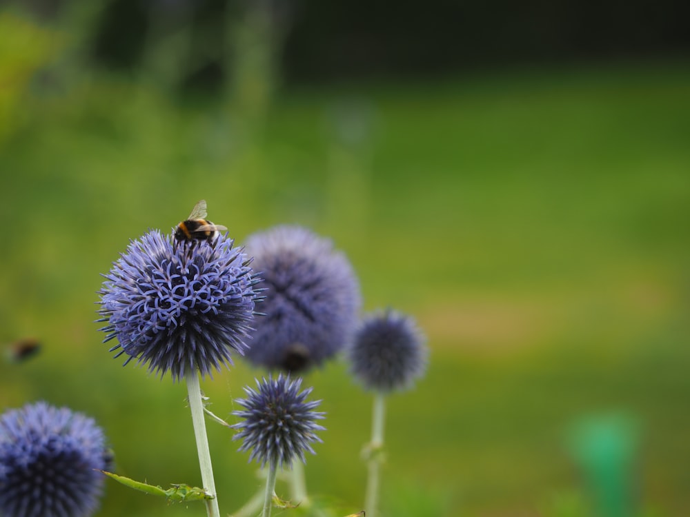 a blue flower with a bee on it