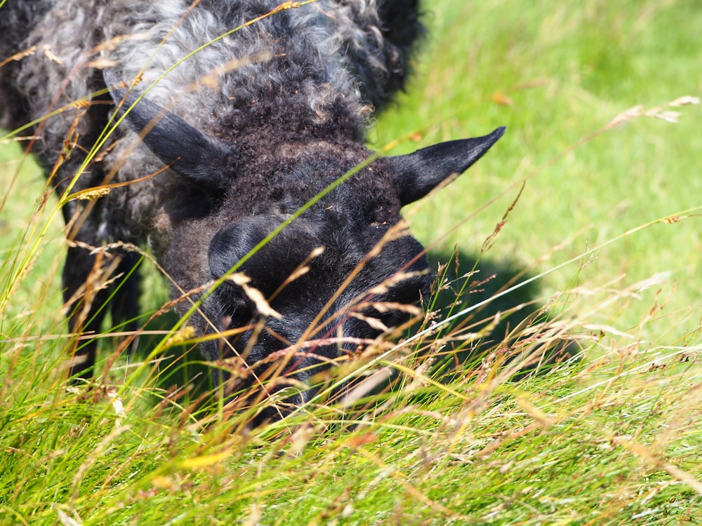 a close up of a sheep in a field of grass