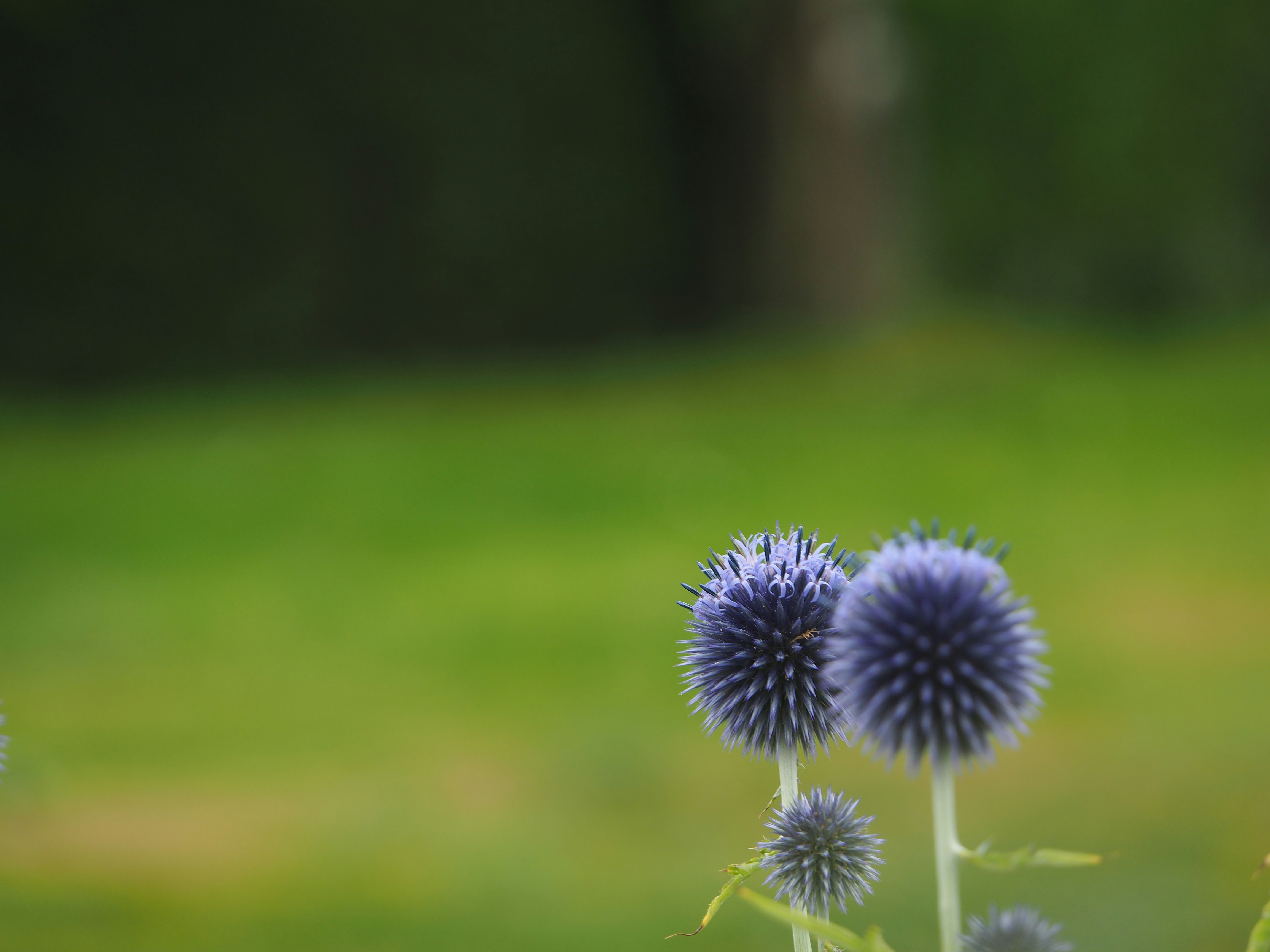 Photo by jatborkowska