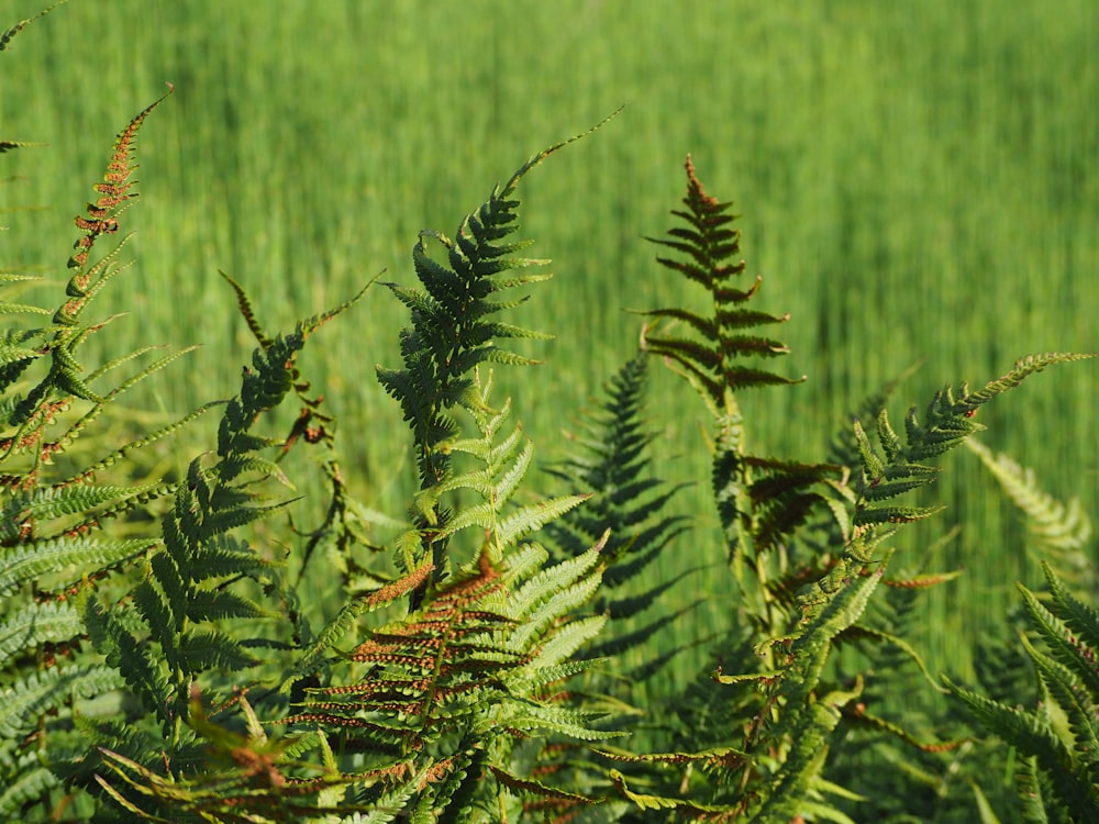 a close up of a plant in a field of grass