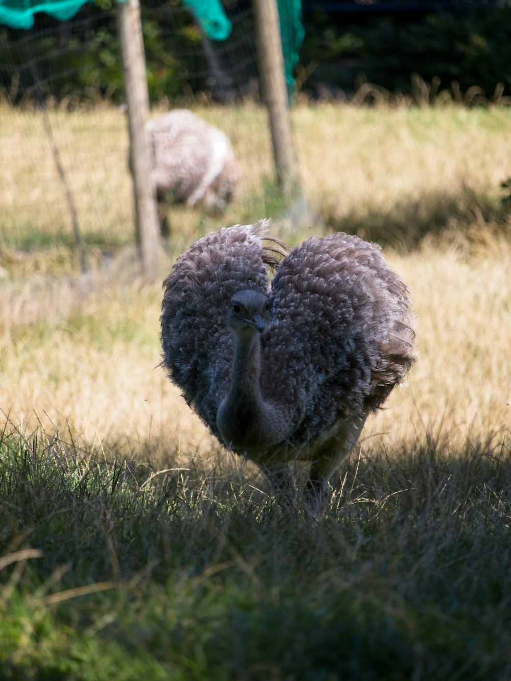 a couple of sheep standing on top of a grass covered field