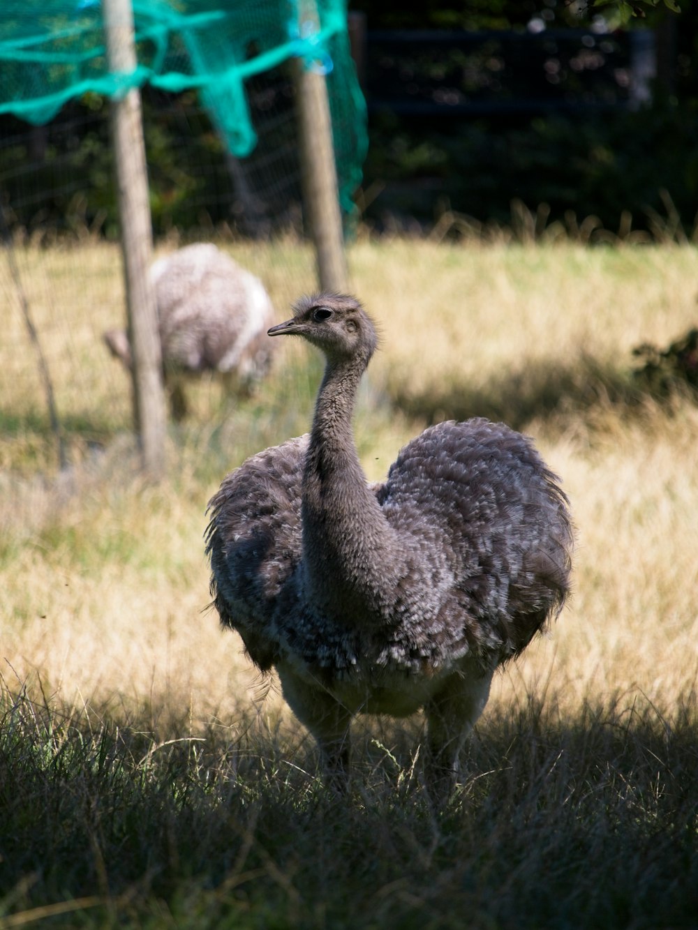 an ostrich standing in a field of grass