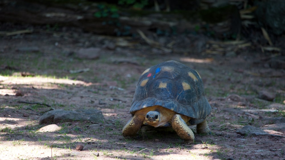a tortoise walking across a dirt field next to a forest