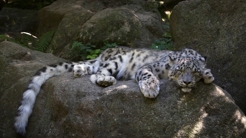 a snow leopard laying on top of a large rock