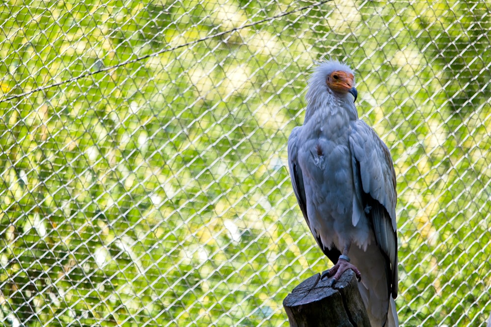 a large bird perched on top of a wooden post