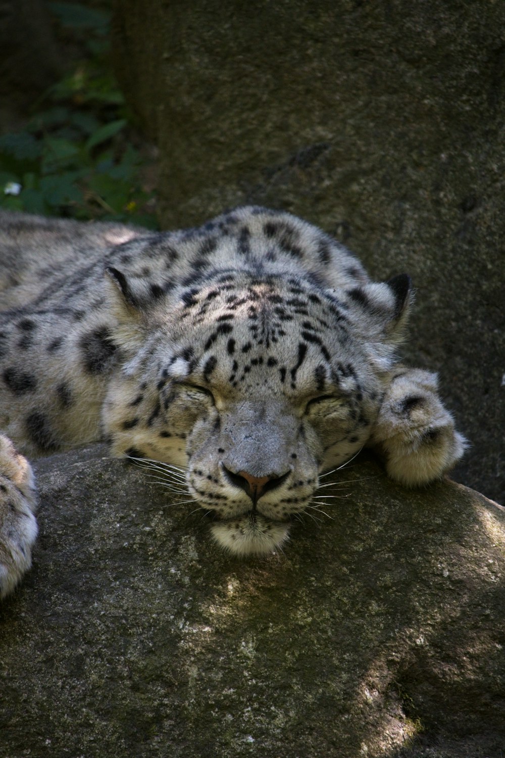 a snow leopard laying on top of a rock