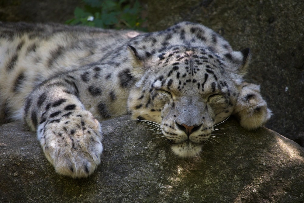 a snow leopard laying on top of a rock