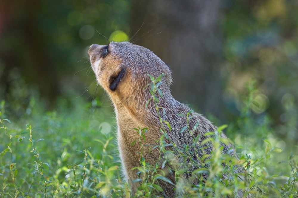 a brown and black animal standing on top of a lush green field