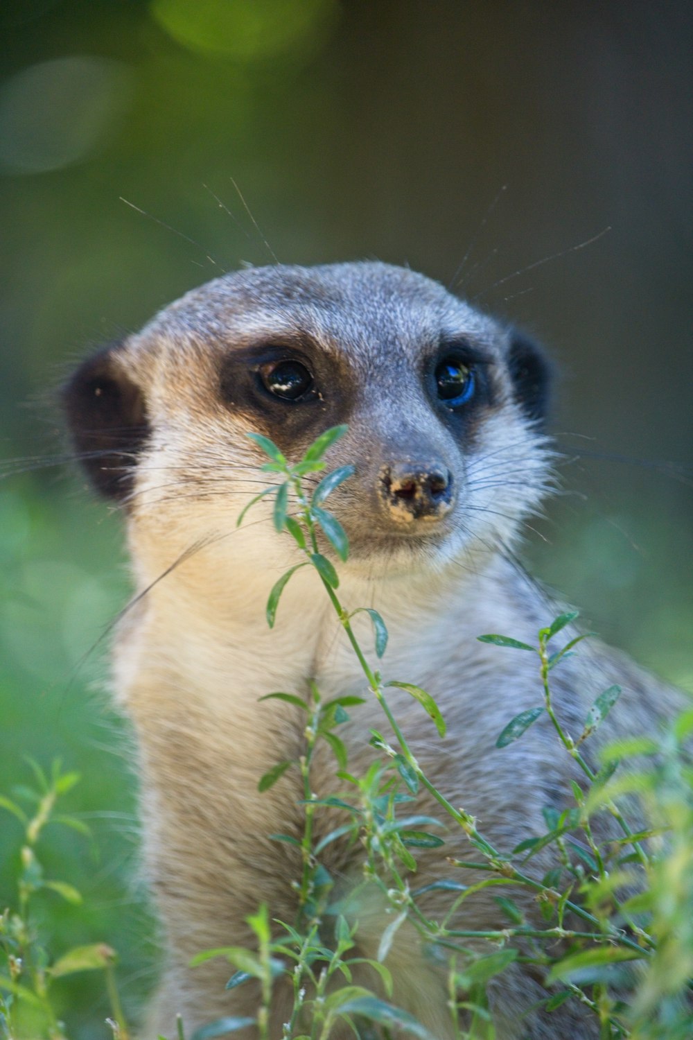 a close up of a small animal in a field