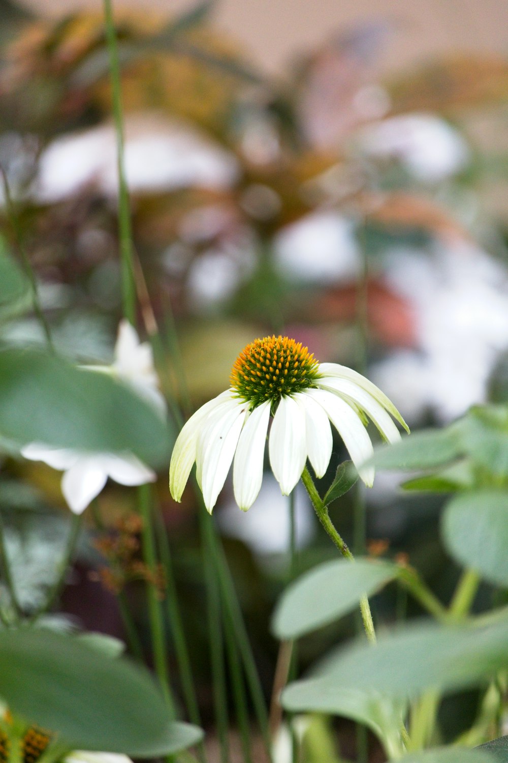 a white flower with a yellow center surrounded by green leaves