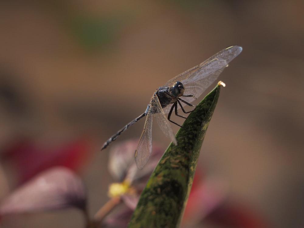 a close up of a dragonfly on a leaf