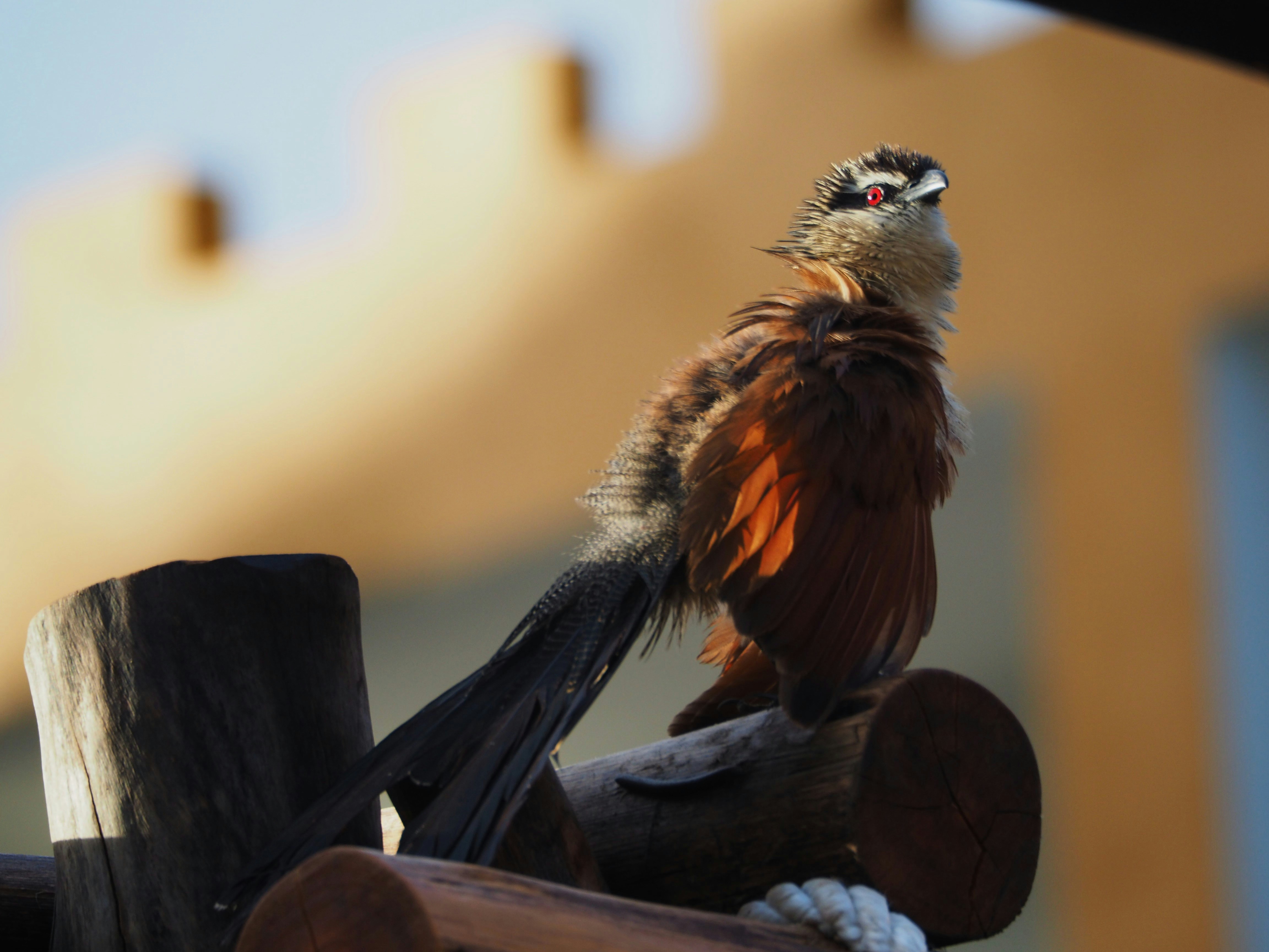 a bird sitting on top of a wooden post