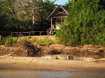 A crocodile rests on the sandy riverbank, adjacent to a rustic wooden hut partially covered by dense green foliage. The setting is surrounded by lush vegetation and a large, leafless tree, depicting a serene and natural riverside environment.