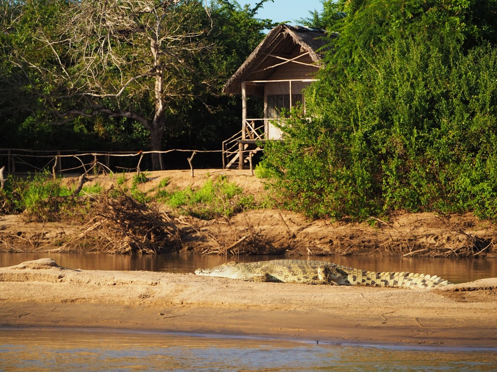 a large alligator laying on top of a sandy beach