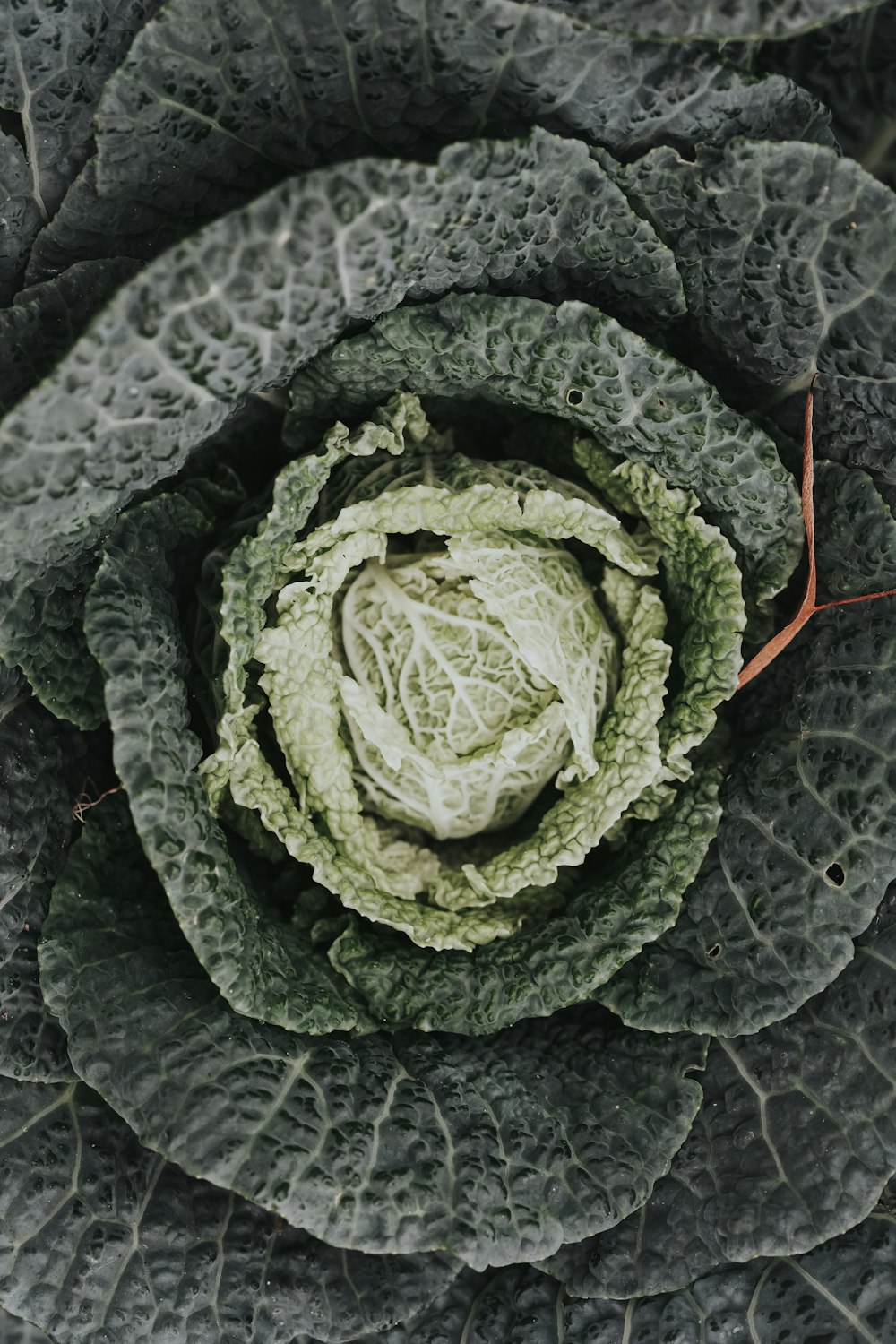 a close up of a green leafy plant