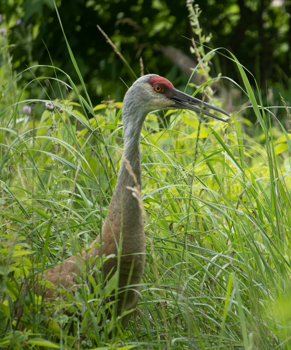 a bird with a long neck standing in tall grass