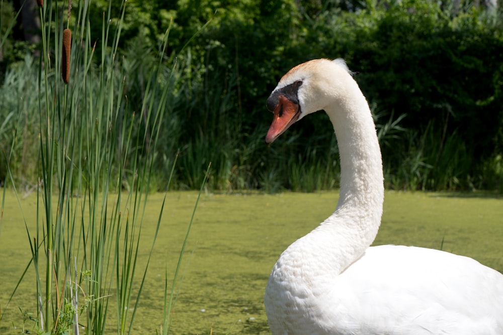 a white swan is standing in the water