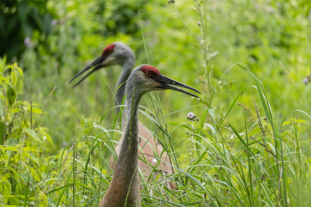 a couple of birds that are standing in the grass