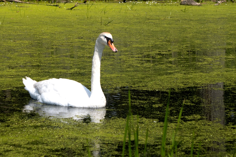 a white swan swimming in a green pond