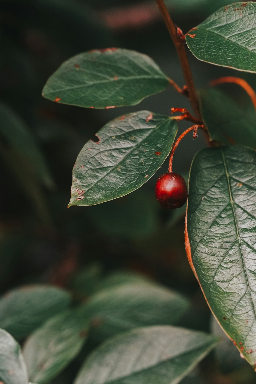 a close up of a leaf with a berry on it