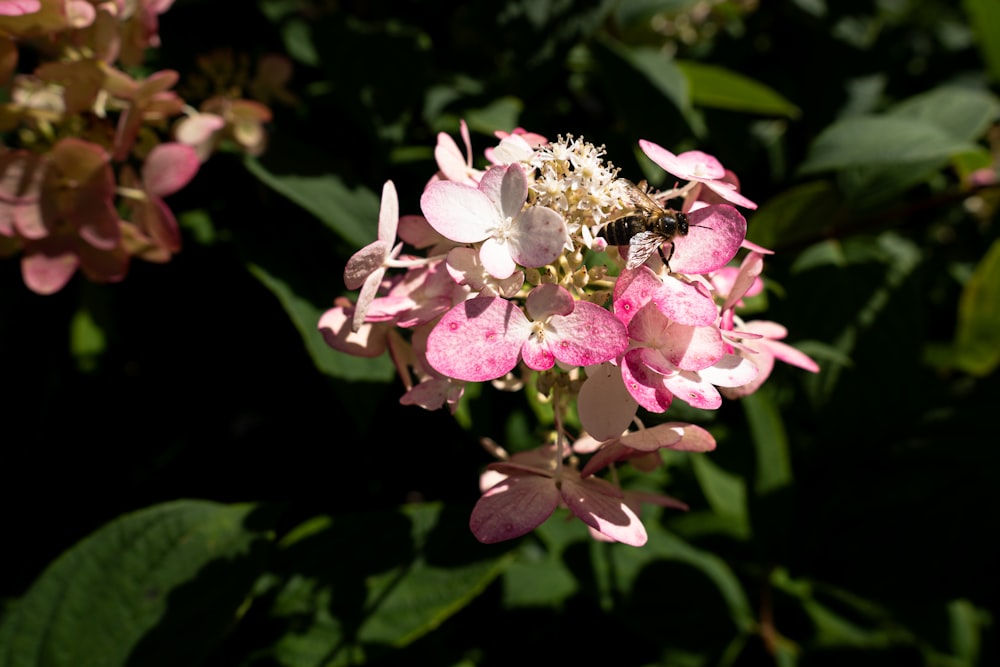 a close up of a pink and white flower