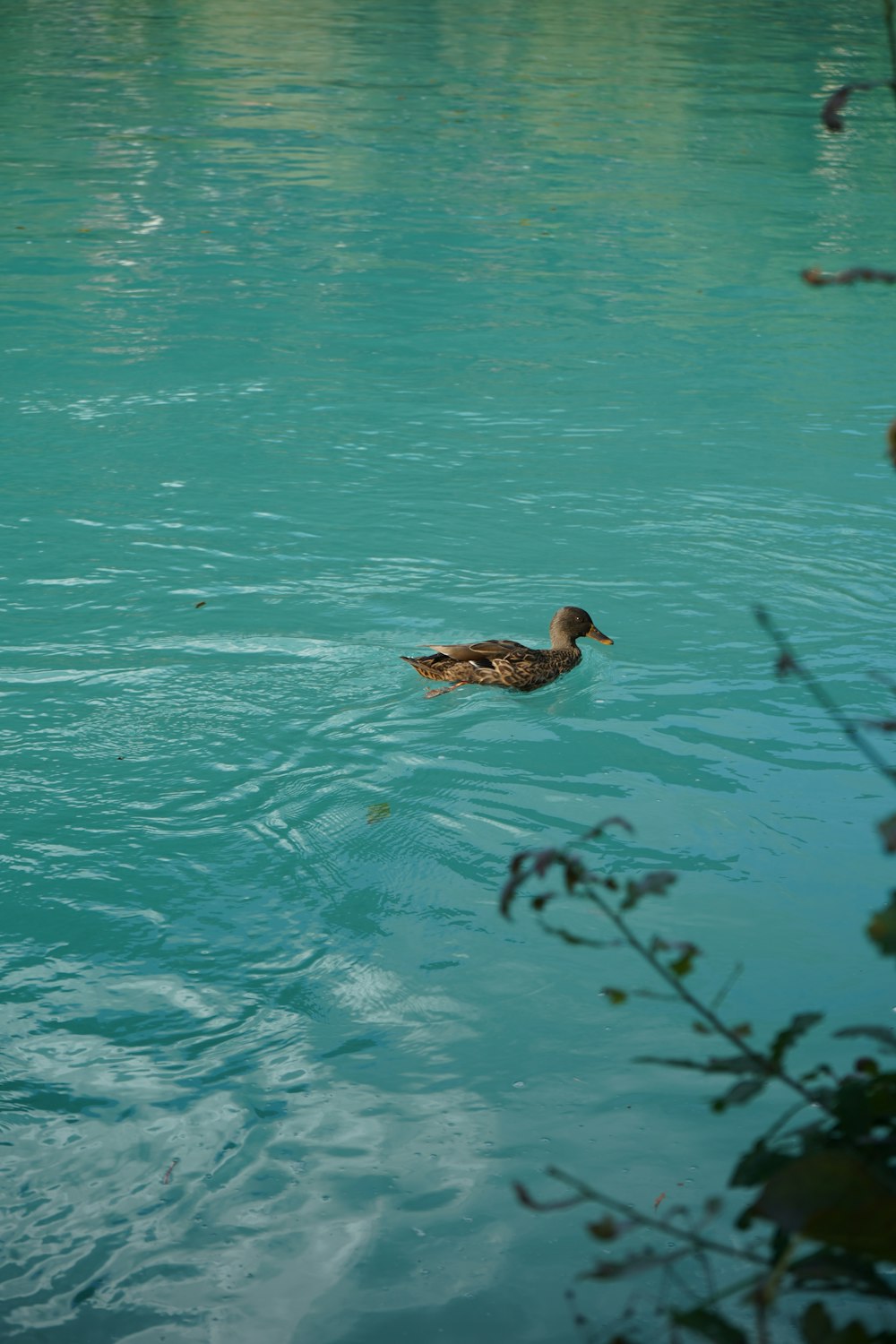 a duck floating on top of a body of water