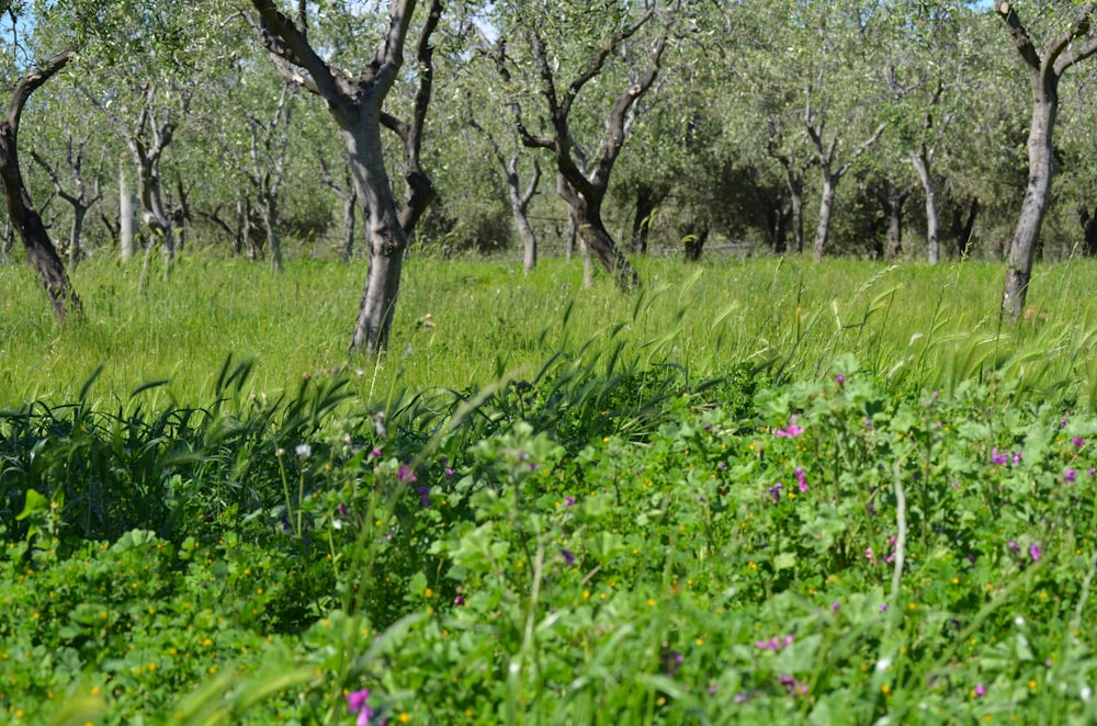 a lush green field with lots of trees in the background