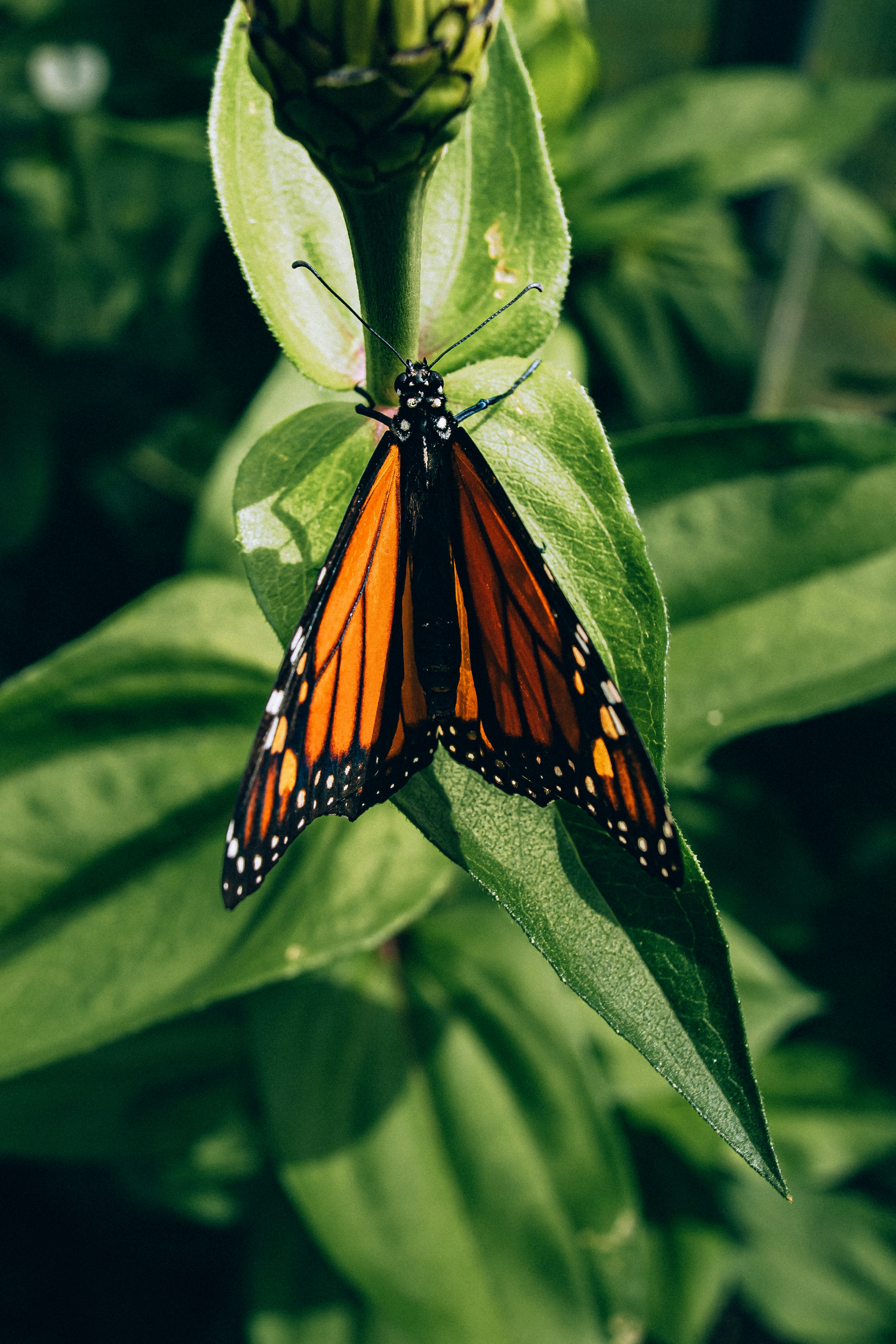 Butterflies are some of the most uniquely beautiful creatures on earth, and they've infatuated some of history's greatest artists. They've also infatuated many in our amazing community of photographers, and Unsplash has a collection of butterfly images that's unparalleled in quality. Always free on Unsplash.