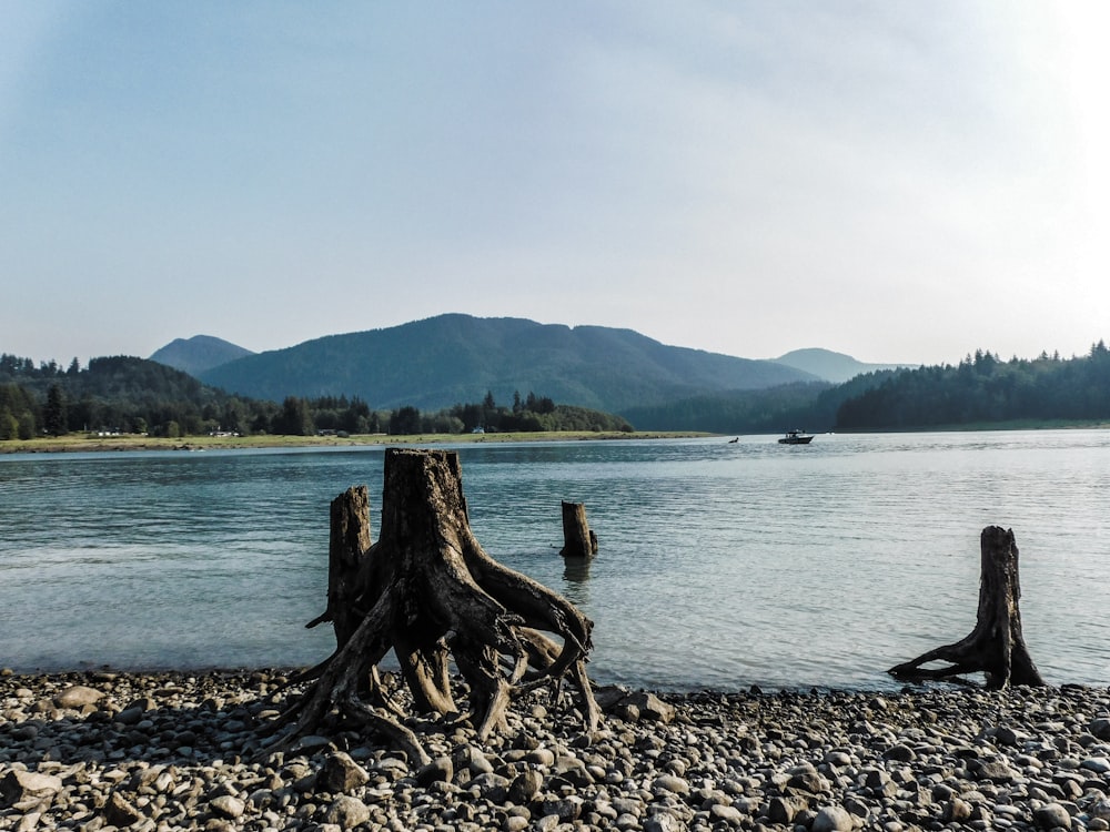 a tree stump sitting on the shore of a lake