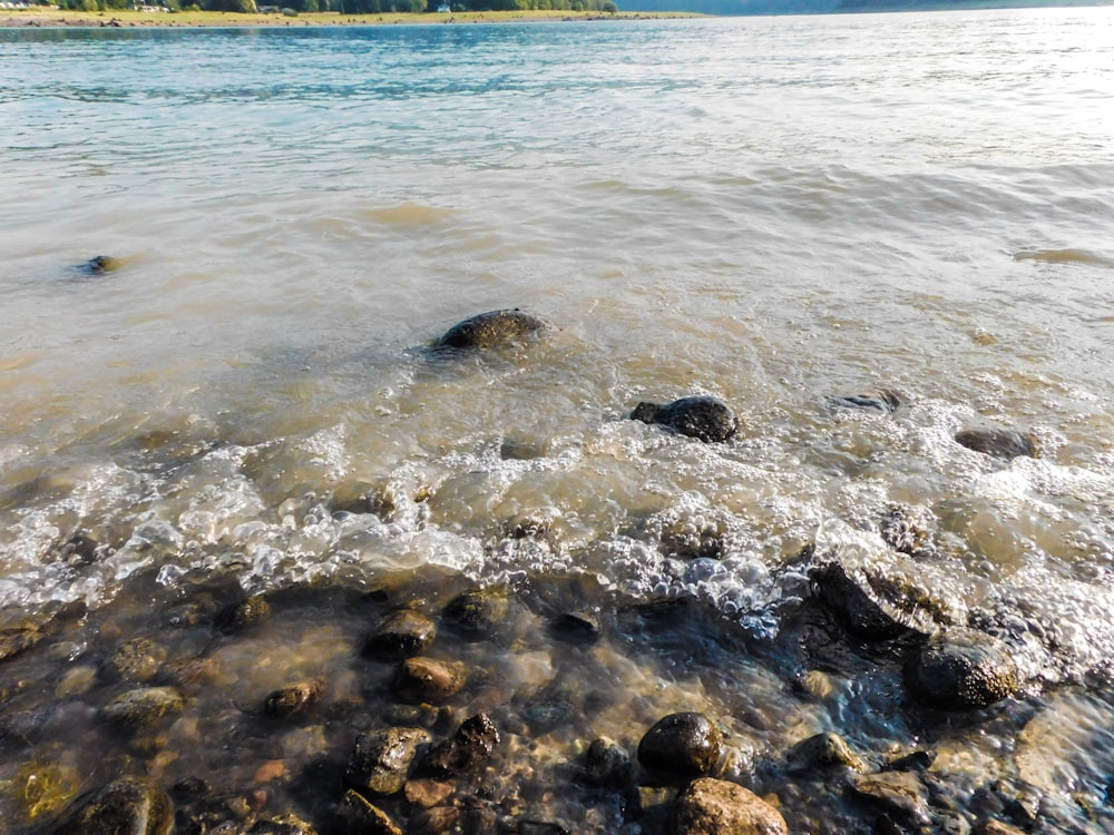 a body of water with rocks in it