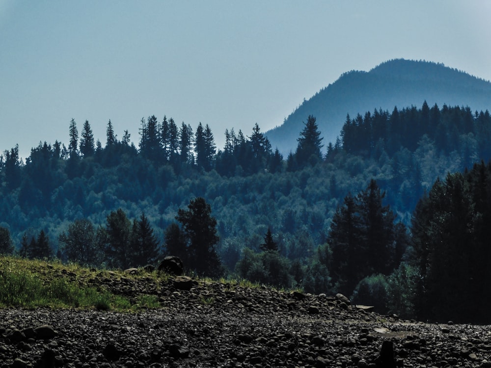 a mountain with a forest in the background