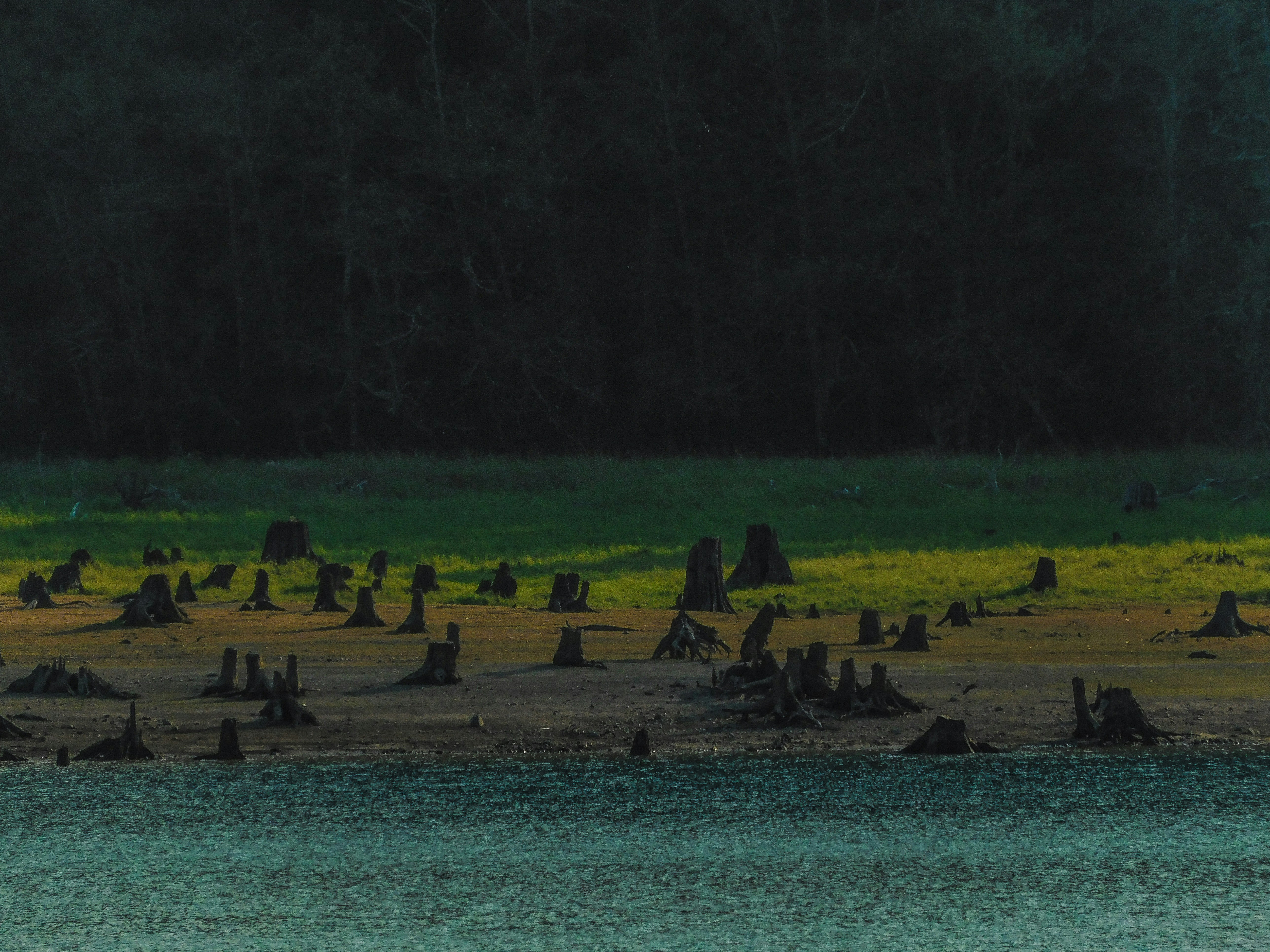 a group of trees that are sitting in the water