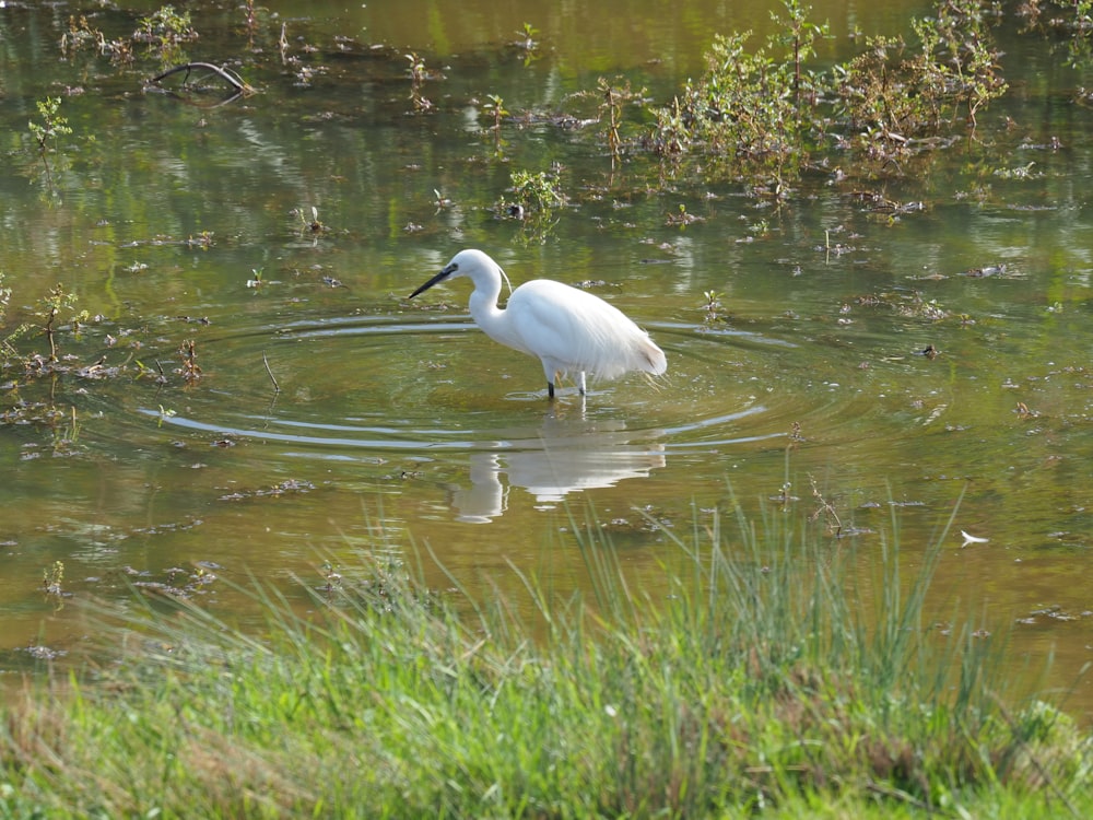 a white bird is wading in the water