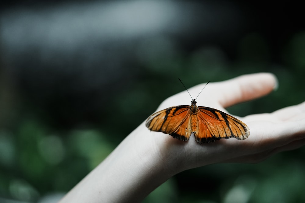 a close up of a person's hand holding a butterfly