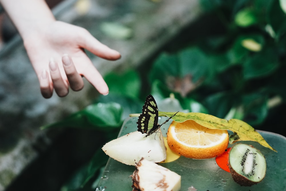 a butterfly sitting on a piece of fruit