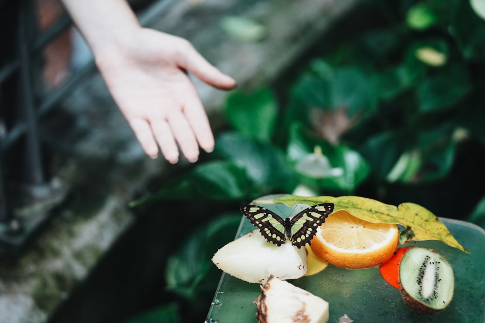 a hand reaching for a piece of fruit