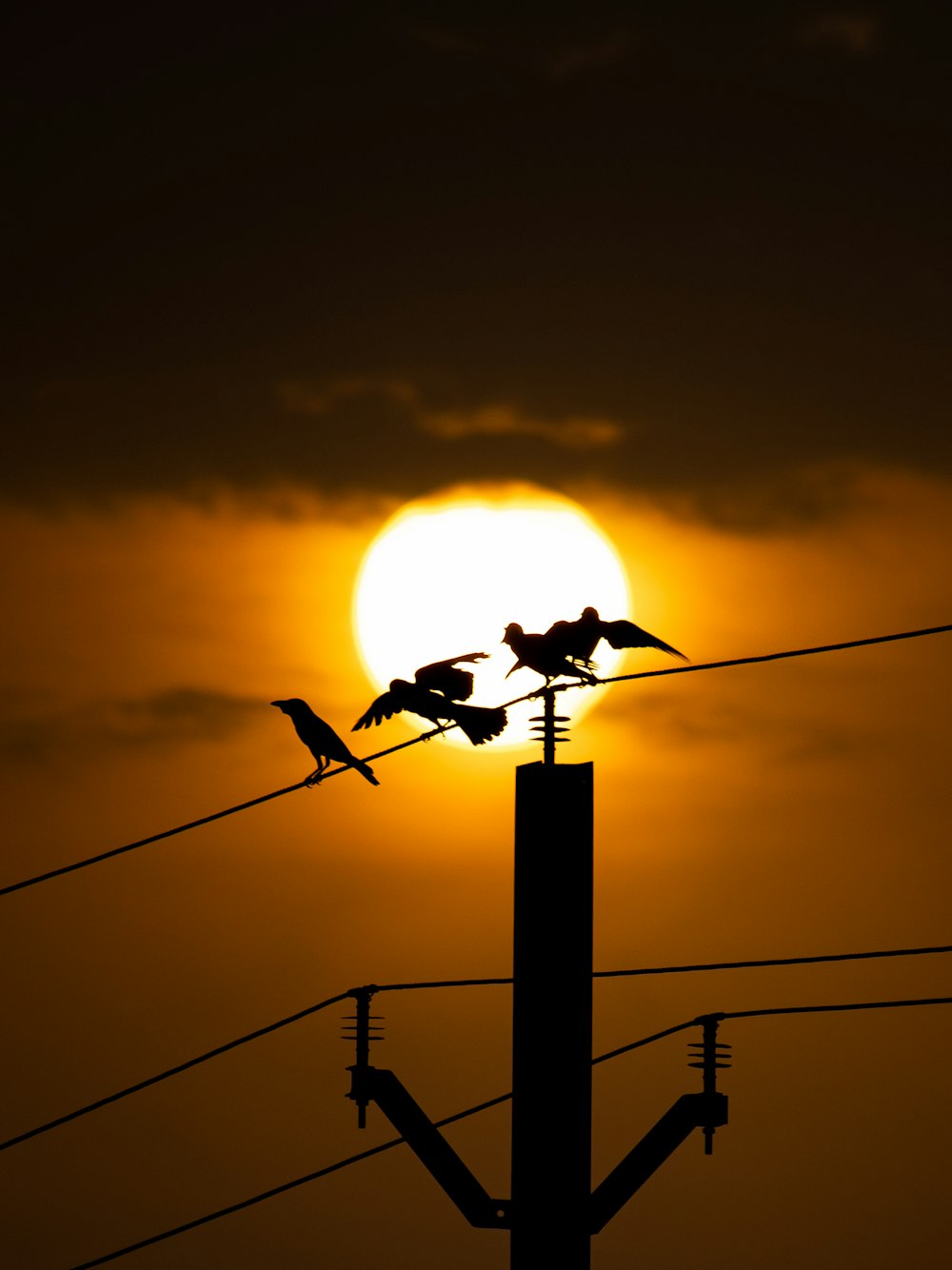 a flock of birds sitting on top of power lines