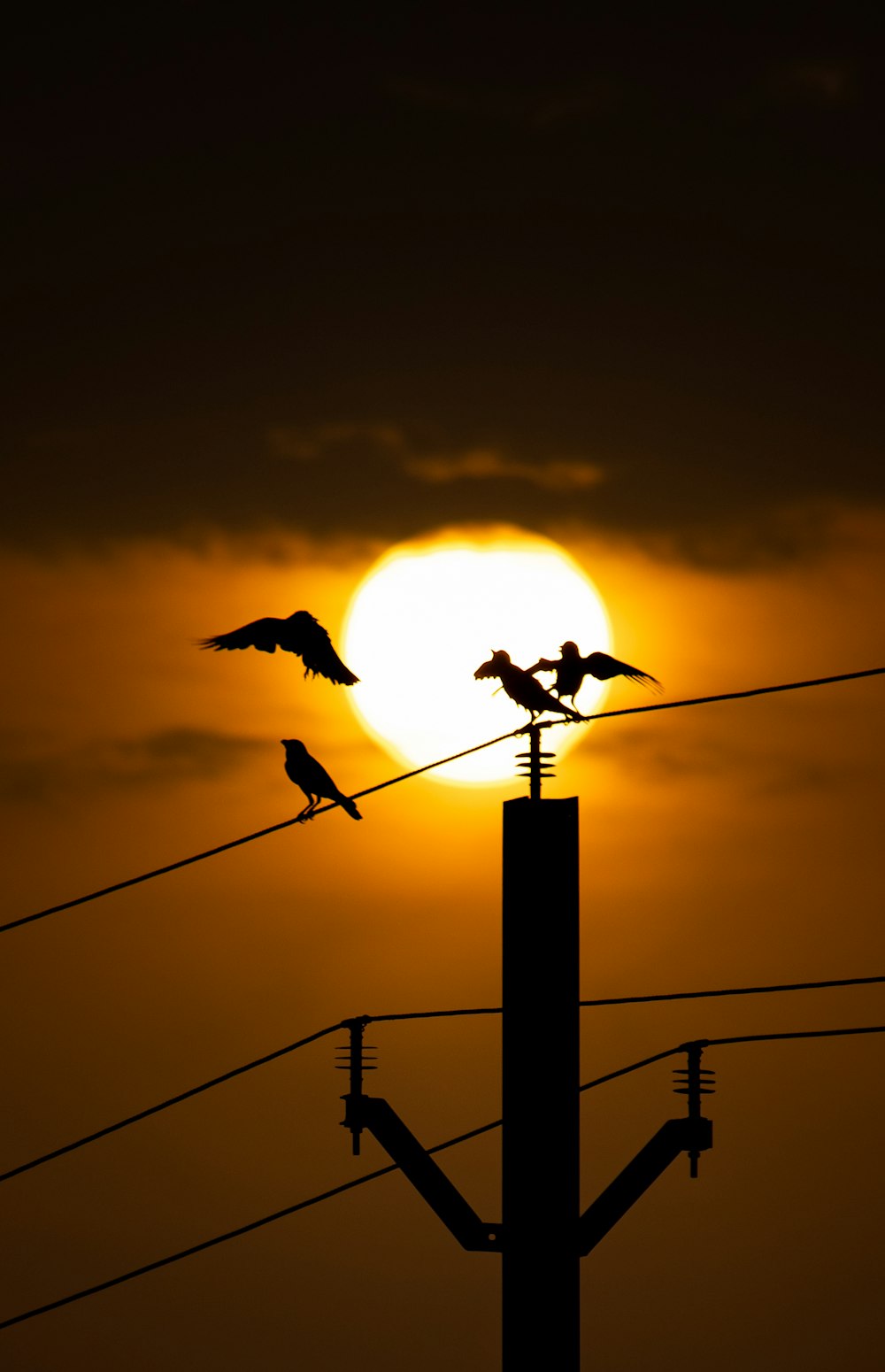 a flock of birds sitting on top of a power line