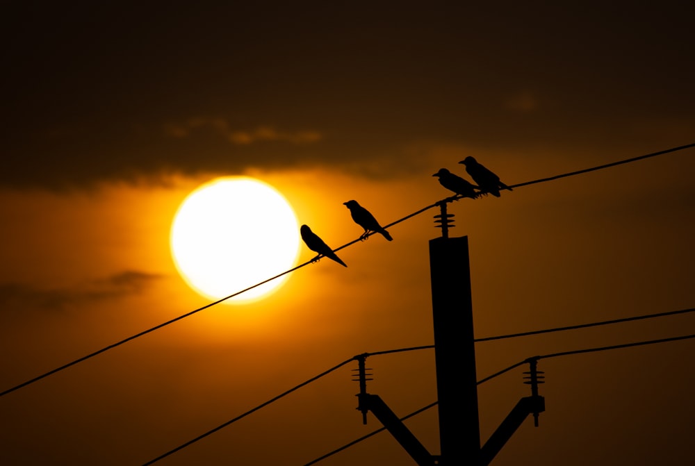 a group of birds sitting on top of power lines