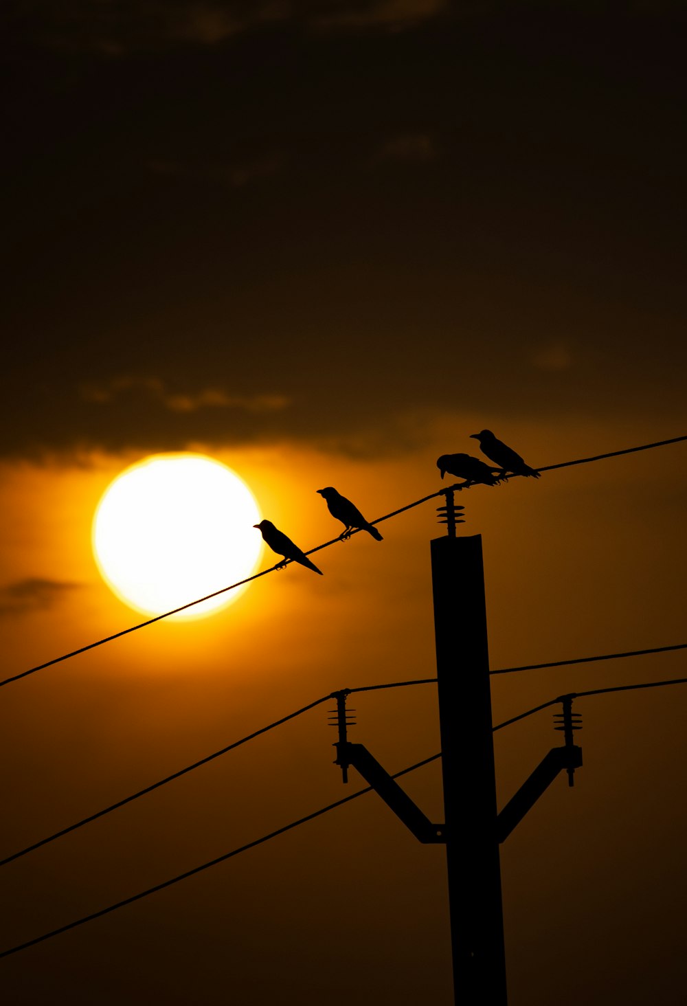 a group of birds sitting on top of power lines