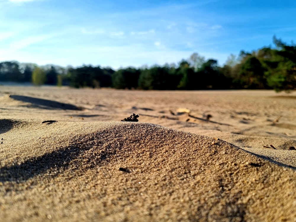 a close up of sand with trees in the background