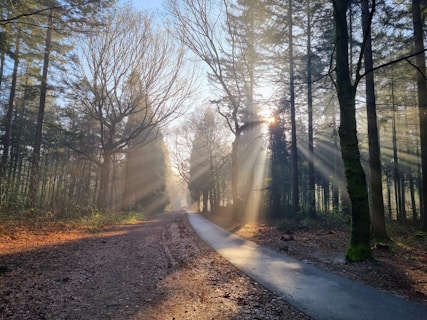 A pathway winds through a forest filled with tall trees that have bare branches. Sunlight filters through the trees, casting beautiful light rays and shadows across the path and forest floor. The ground has a mix of dirt, fallen leaves, and some patches of grass.