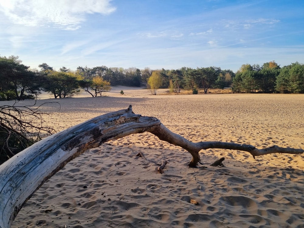 a fallen tree laying on top of a sandy beach