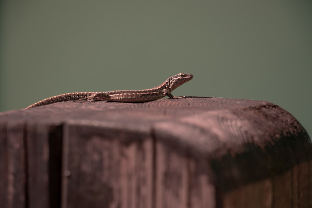 a lizard sitting on top of a wooden table