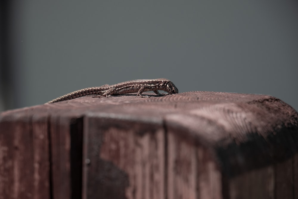 a lizard sitting on top of a wooden post