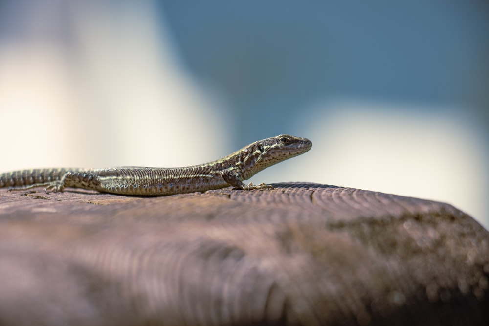 a lizard sitting on top of a wooden table