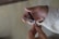A person is using a metal nail clipper to trim their fingernails. The hand holding the clipper wears a light-colored sleeve, while the other hand is bare, with fingers positioned to clip the nail.
