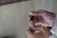 A person's hands are engaged in cutting fingernails using a metallic nail clipper. The fingers are delicately positioned, and the lighting is soft, highlighting the skin tones and the metallic sheen of the clipper.